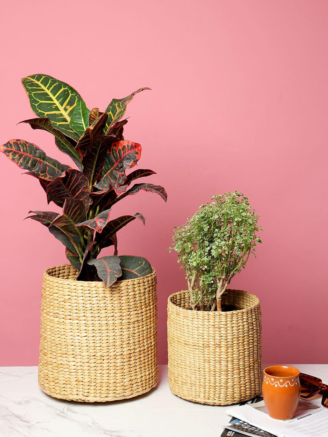 home-decorating-ideas-with-eco-friendly-seagrass-planters-habere-india