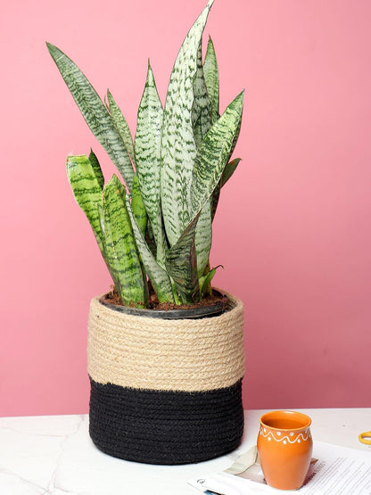  Desk Planter